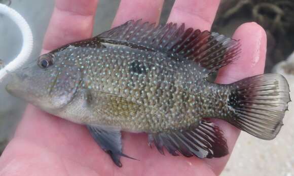 Image of Rio Grande Cichlid