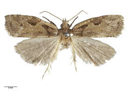 Image of Ctenopseustis fraterna Philpott 1930