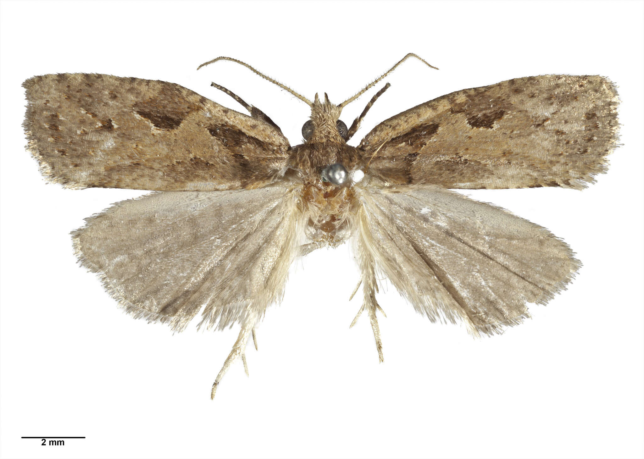 Image of Ctenopseustis fraterna Philpott 1930