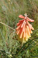 Image of Kniphofia stricta Codd