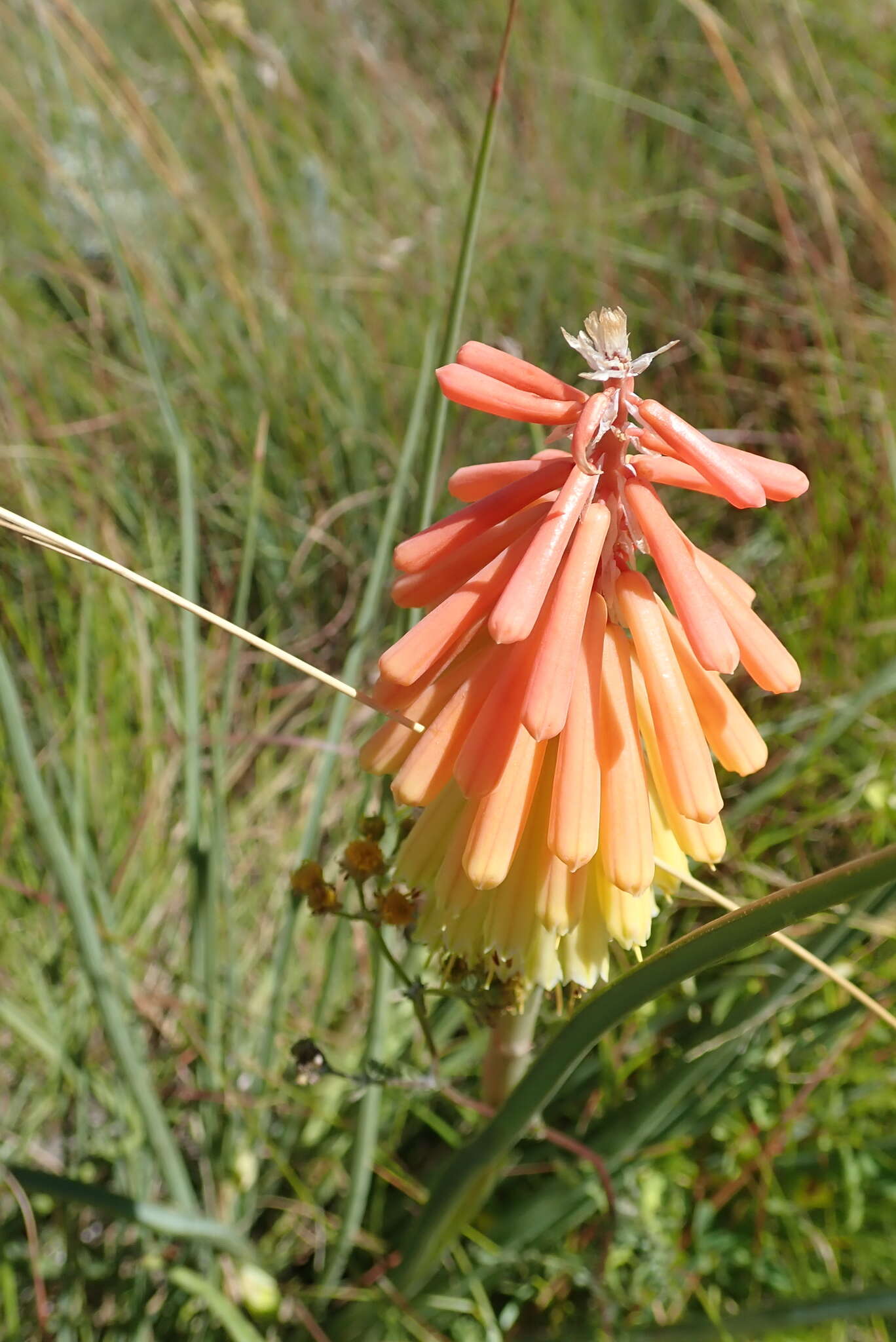 Image of Kniphofia stricta Codd