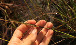 Plancia ëd Eragrostis refracta (Muhl.) Scribn.