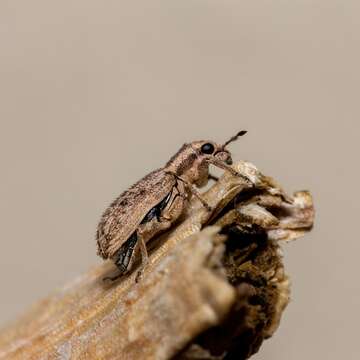 Image of Spotted Pea Weevil