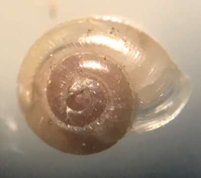 Image of eccentric grass snail