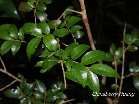 Image of Camellia lutchuensis Ito ex Ito & Matsum.