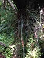 Image of Bartram's airplant