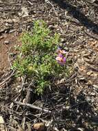 Image of Cistus creticus L.