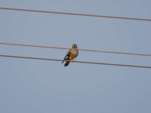 Image of kestrel, common kestrel