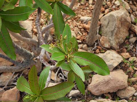 Image of Jatropha unicostata Balf. fil.