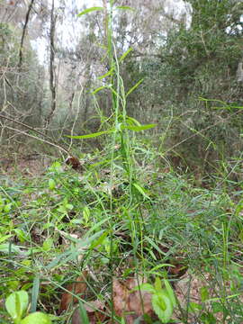 Image of leafless swallow-wort