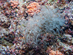 Image of Delicate white stinging hydroids