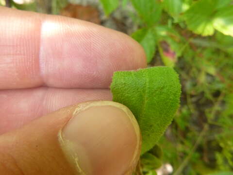 Image of Carolina frostweed