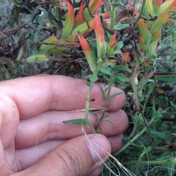 Image of <i>Castilleja <i>tenuiflora</i></i> var. tenuiflora