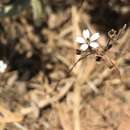 Image of Dianthus candicus (P. W. Ball & Heywood) Madhani & Heubl