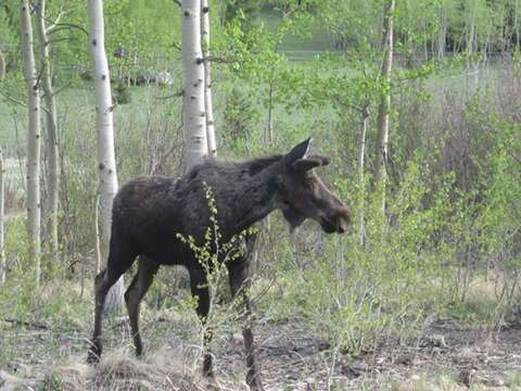 Image of North American Elk