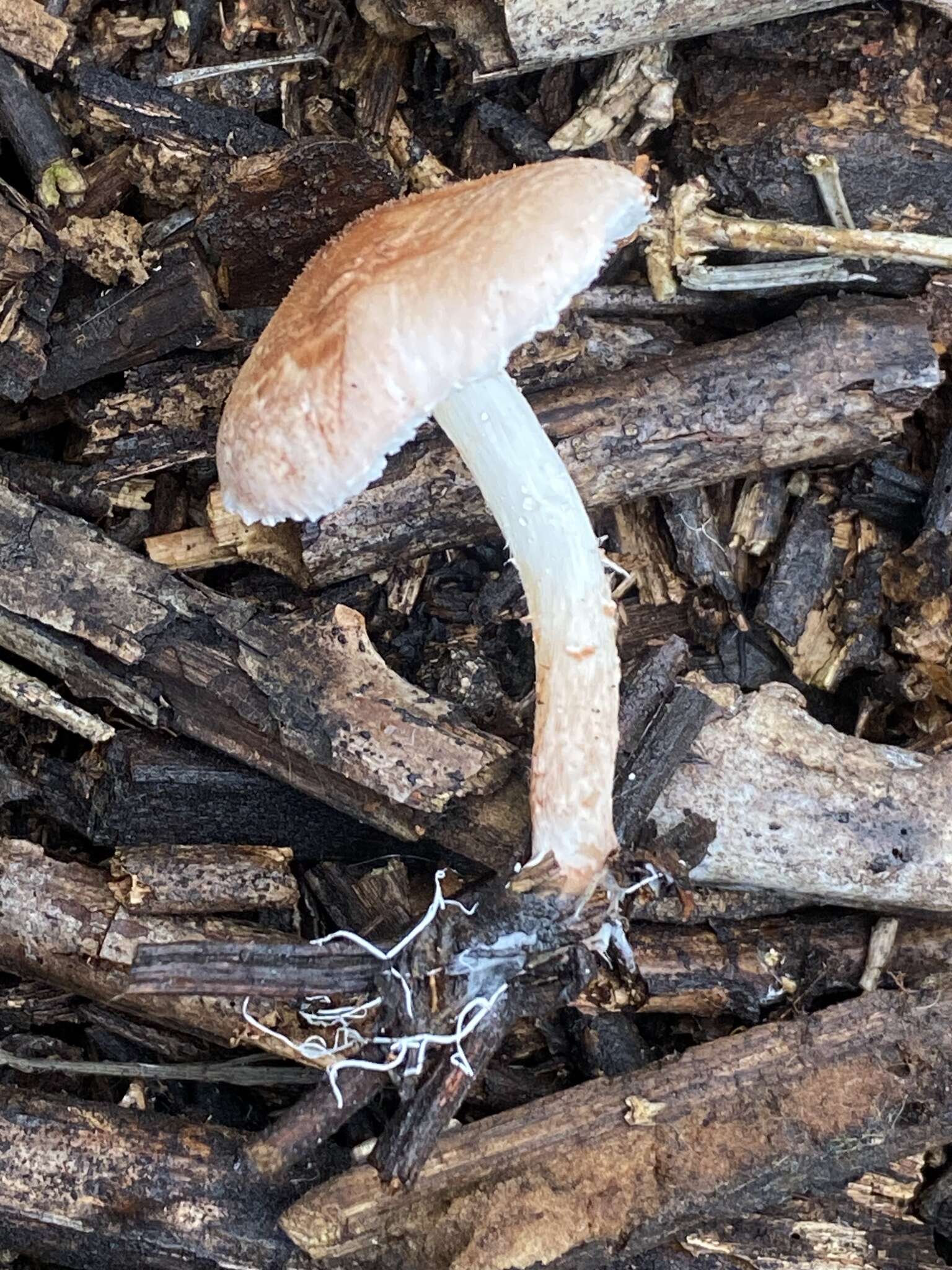 Image of Lepiota subincarnata J. E. Lange 1940