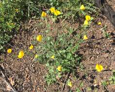 Image of tufted poppy