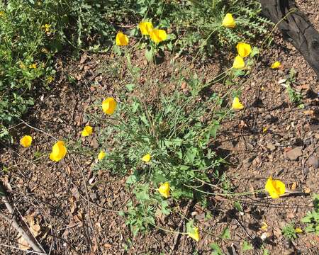 Image of tufted poppy