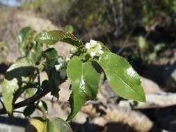 Image of Jatropha vernicosa Brandegee