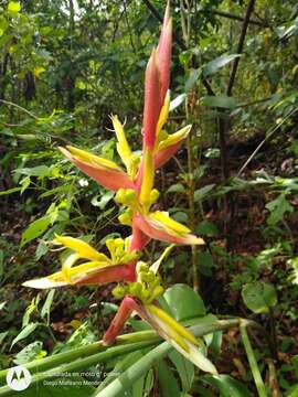 Image of Guatemalan bird of paradise