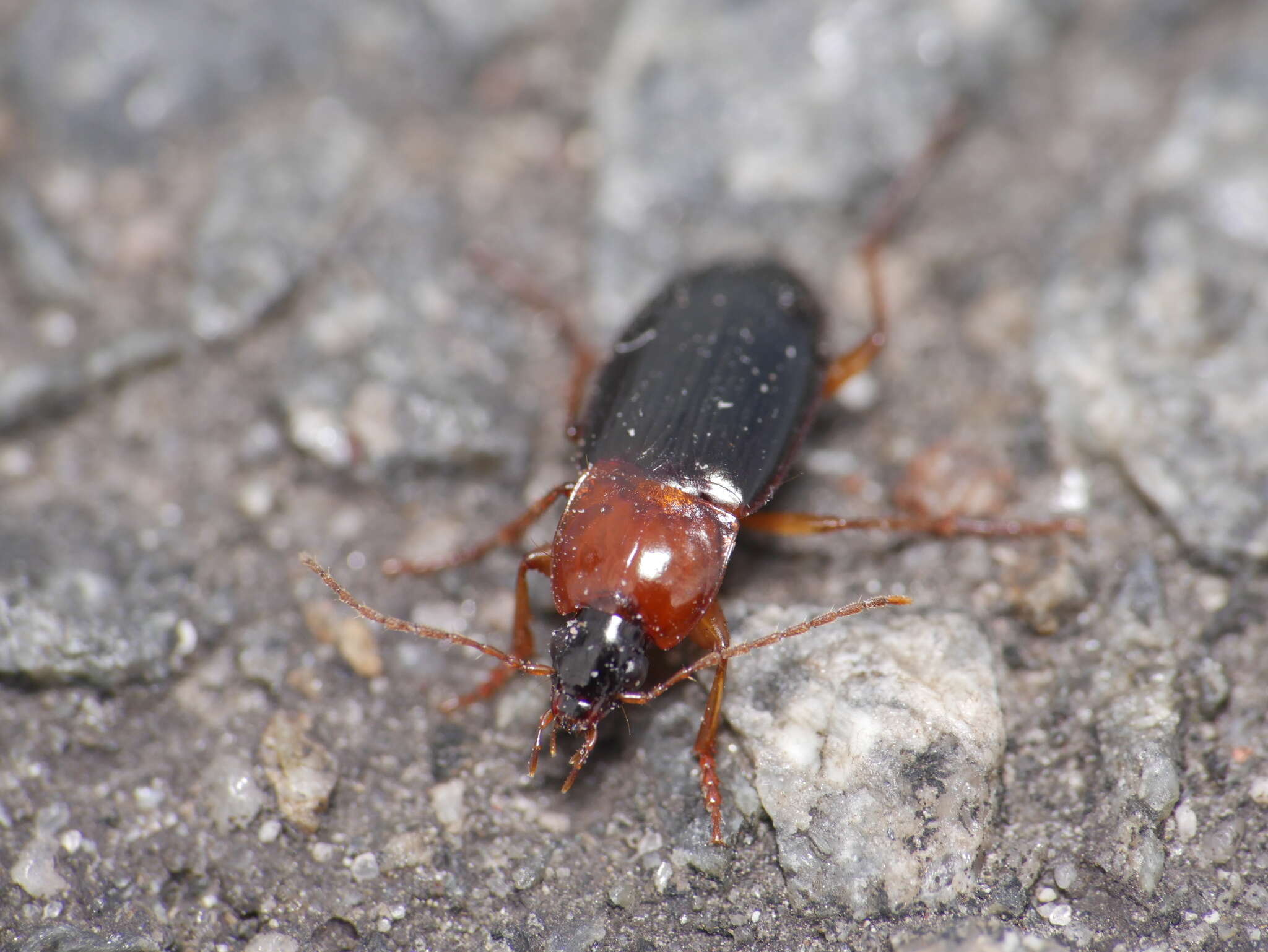 Image of Calathus (Neocalathus) melanocephalus (Linnaeus 1758)