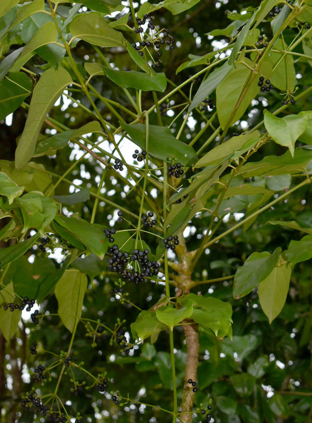 Image de Polyscias australiana (F. Muell.) Philipson