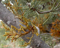 Image of pinyon dwarf mistletoe