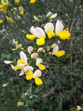 Image de Cytisus commutatus (Willk.) Briq.