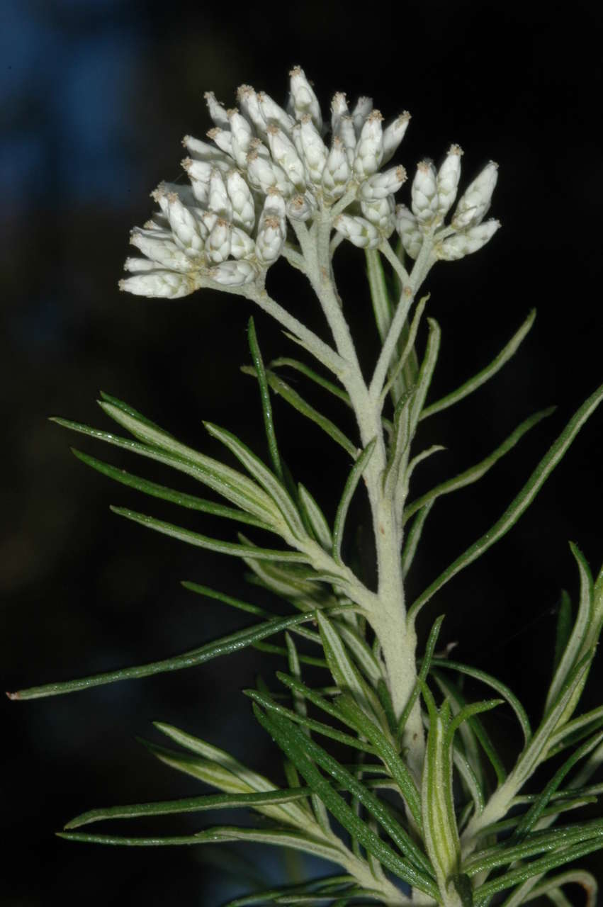 Plancia ëd Cassinia longifolia R. Br.