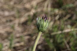 Image de Dimorphotheca spectabilis Schltr.