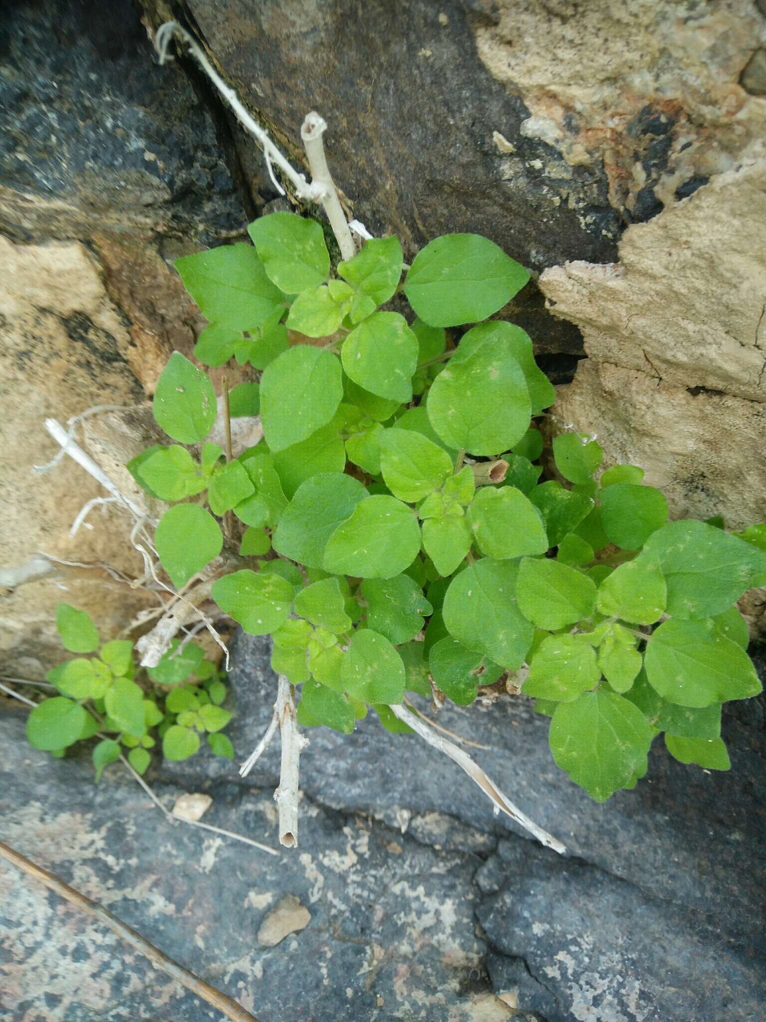 Image of Parietaria lusitanica L.