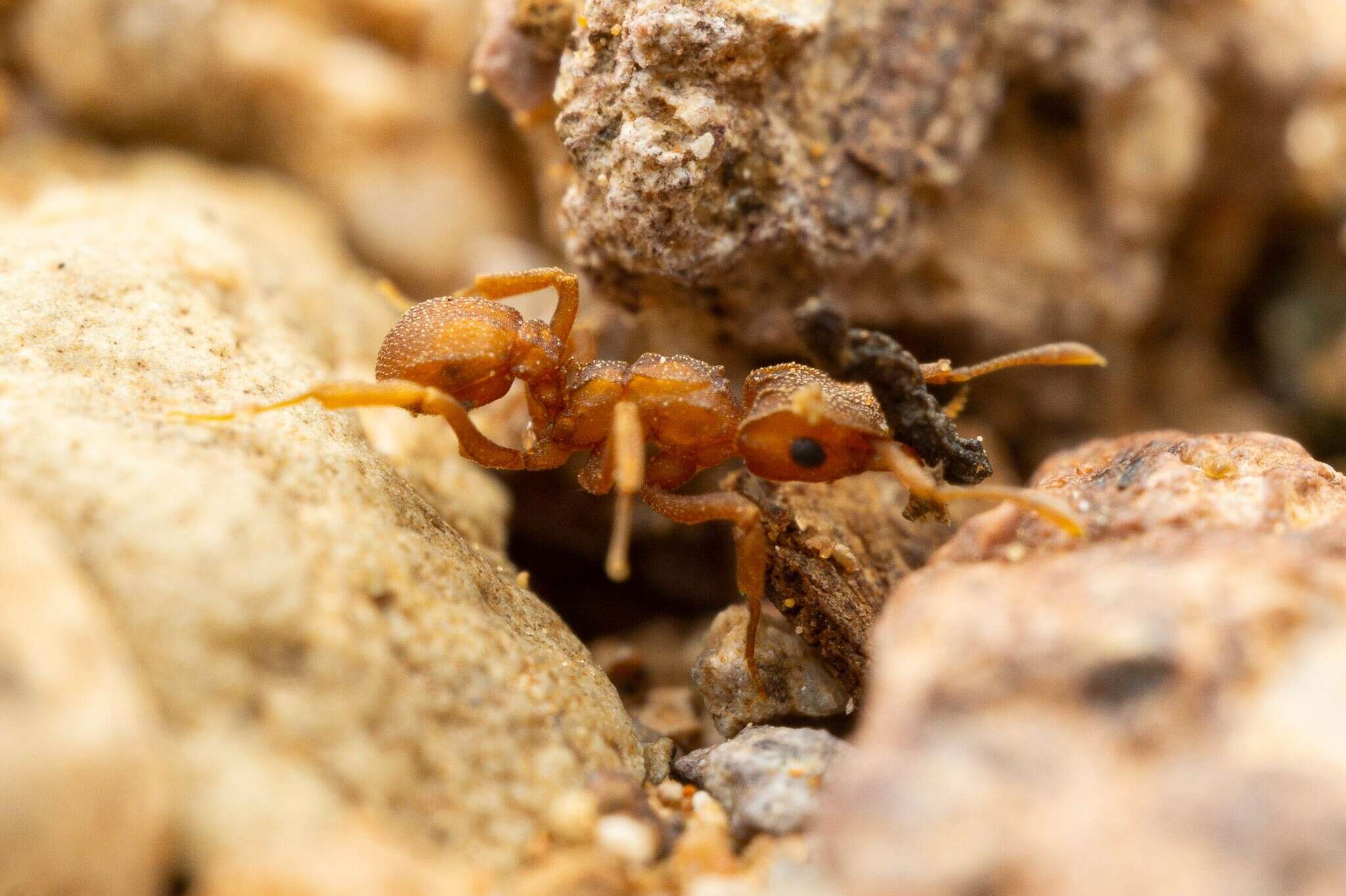 Image of Cyphomyrmex wheeleri Forel 1900