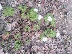 Image de Anemone altaica Fisch. ex C. A. Mey.