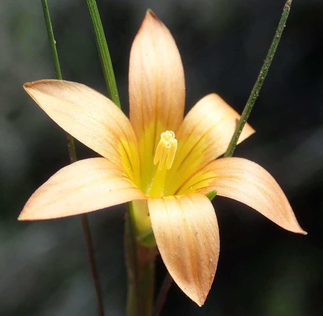 Image of Romulea setifolia var. setifolia