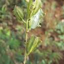 Image of Dioscorea sambiranensis subsp. sambiranensis