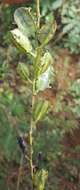 Image of Dioscorea sambiranensis subsp. sambiranensis