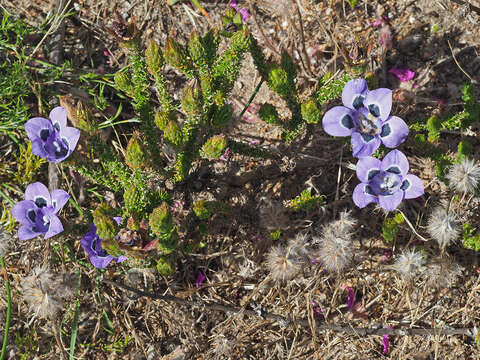 Image of Roella ciliata L.