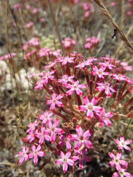 Image of Pistorinia hispanica (L.) DC.