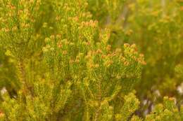 Image of Leucadendron teretifolium (Andrews) I. Williams