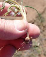 Image of Romulea atrandra G. J. Lewis