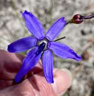 Image of Agrostocrinum scabrum (R. Br.) Baill.