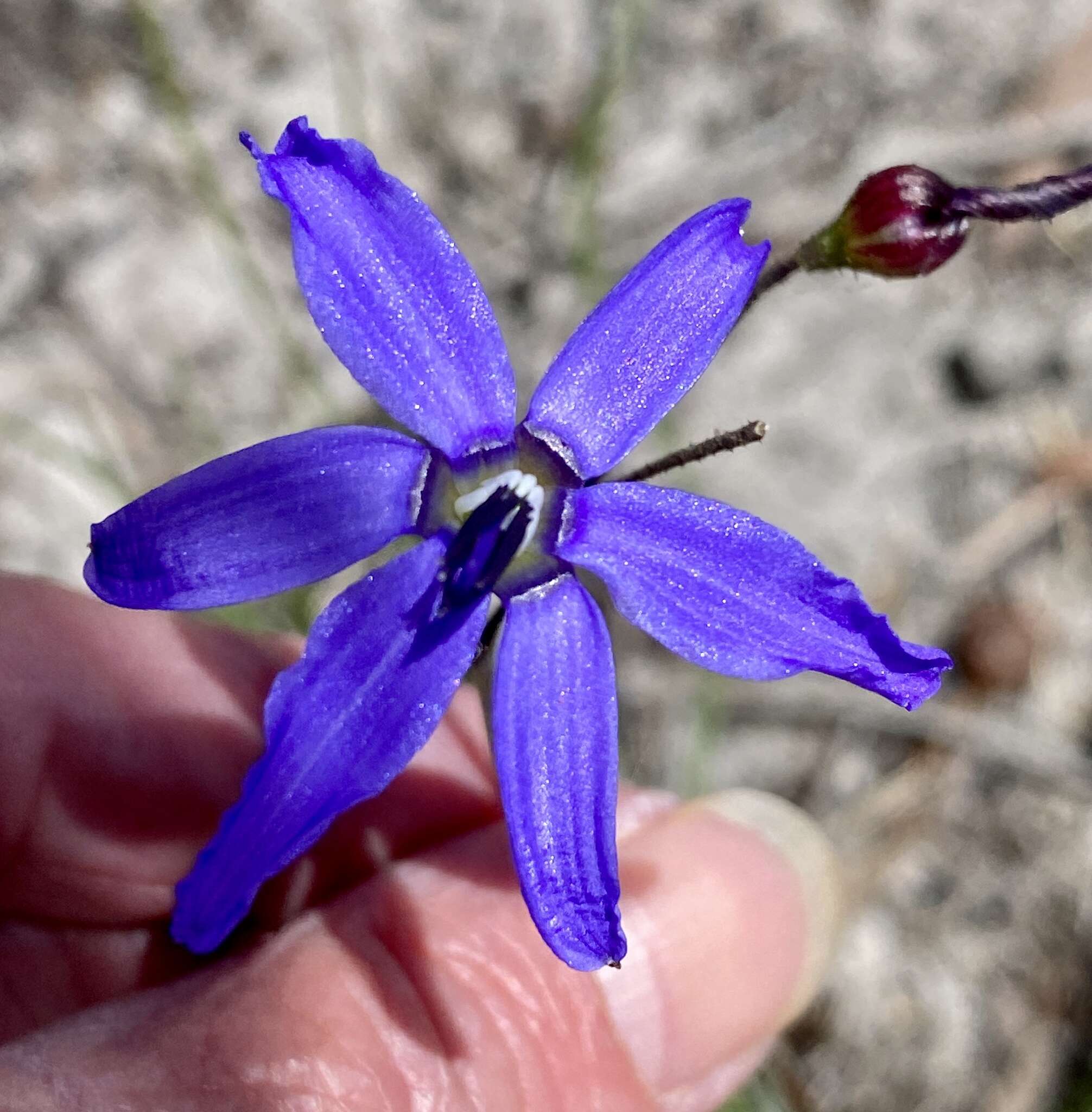 Image of Agrostocrinum scabrum (R. Br.) Baill.