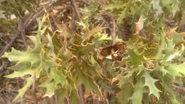 Image of Banksia arborea (C. A. Gardner) A. R. Mast & K. R. Thiele