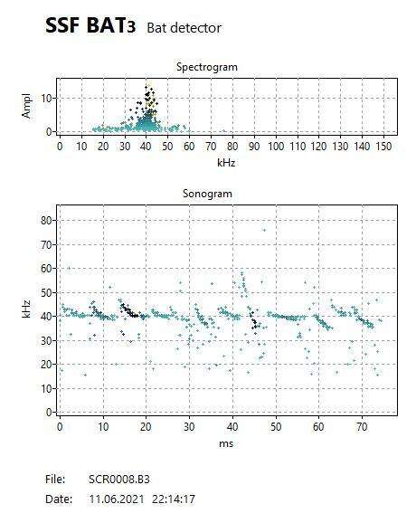 Image of Nathusius' Pipistrelle