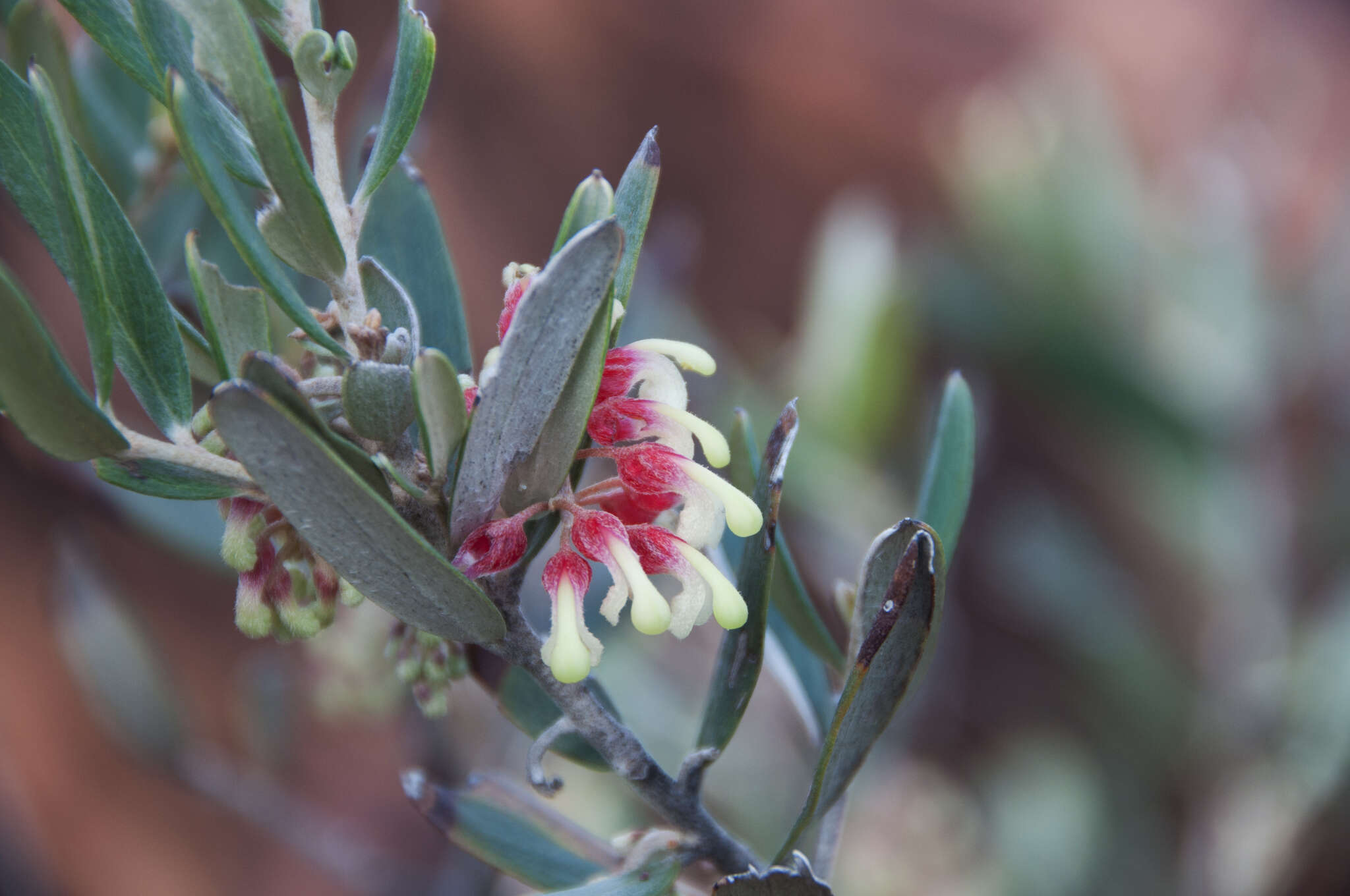 Image of Grevillea aspera R. Br.