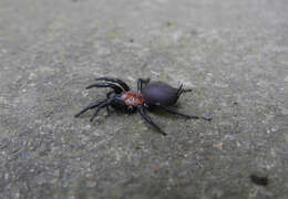 Image of Black tunnelweb