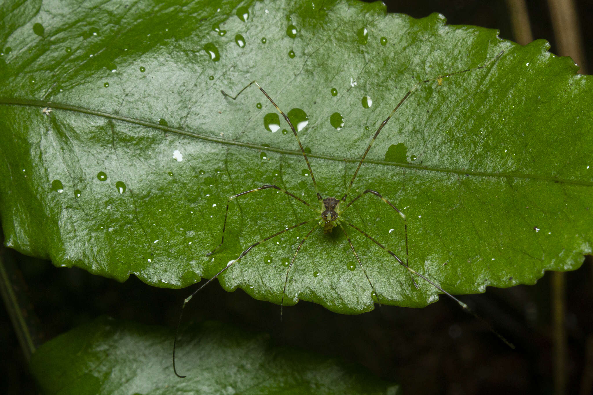 Image de Heteromitobates discolor (Sørensen 1884)