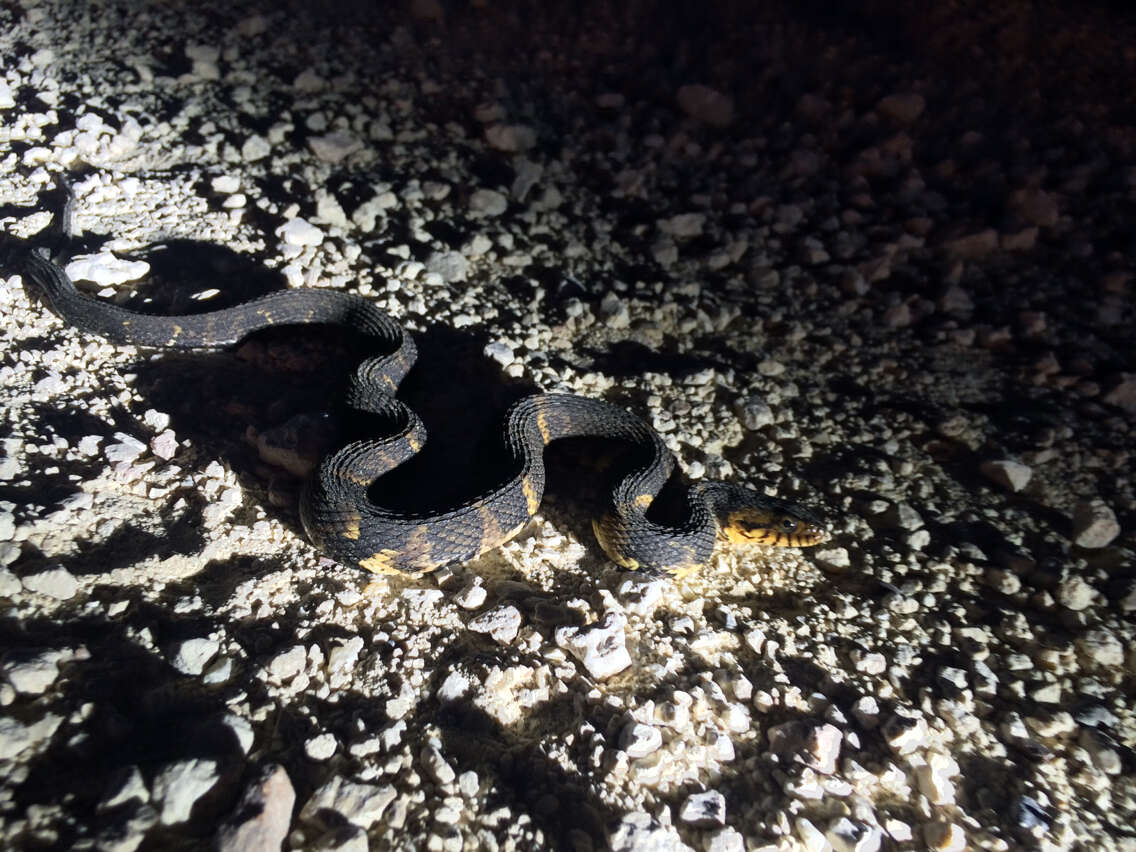 Image of Banded Water Snake