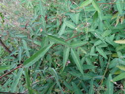 Imagem de Desmodium paniculatum (L.) DC.