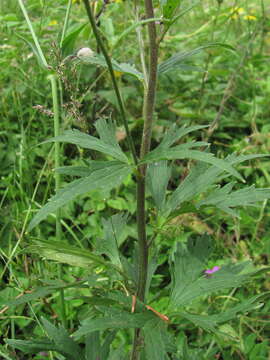 Image of Delphinium flexuosum M. Bieb.